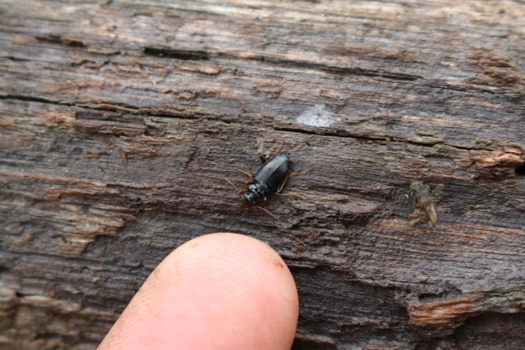 Carabidae: Leistus sardous oppure L. fulvibarbis
